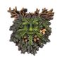 Autumn's Reflection 15.5cm Tree Spirits Gifts Under £100