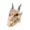 Dragon Skull Box 20cm Skulls Back in Stock