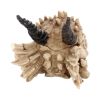 Dragon Skull Box 20cm Skulls Back in Stock