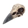 Edgar's Raven Skull 21cm Animal Skulls RRP Under 50