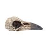 Edgar's Raven Skull 21cm Animal Skulls RRP Under 50