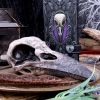 Edgar's Raven Skull 21cm Animal Skulls RRP Under 50