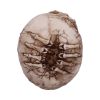 Breaking Out Skull (JR) 20cm Skulls April Flash Sale Day 5