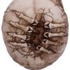 Breaking Out Skull (JR) 20cm Skulls April Flash Sale Day 5