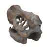 Tyrannosaurus Rex Skull Freestanding 16cm Dinosaurs Out Of Stock