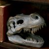 Tyrannosaurus Rex Skull Freestanding 16cm Dinosaurs Out Of Stock