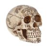 Spirits 20cm Skulls Stock Arrivals