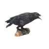 Raven's Call 20cm Ravens Gifts Under £100