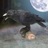 Raven's Call 20cm Ravens Stock Arrivals