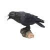 Raven's Call 20cm Ravens Out Of Stock