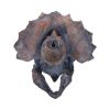 Triceratops Head 23cm Dinosaurs Out Of Stock