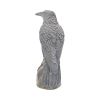 Ravens Rest 16cm Ravens Back in Stock