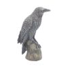 Ravens Rest 16cm Ravens Back in Stock