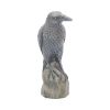 Ravens Rest 16cm Ravens Back in Stock