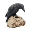 Ravens Remains 13cm Ravens Back in Stock