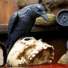 Ravens Remains 13cm Ravens Back in Stock