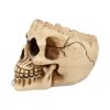 Lobo 14.5cm Skulls Roll Back Offer