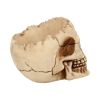 Lobo 14.5cm Skulls Roll Back Offer