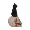 Familiar Fate 24.3cm Cats Gifts Under £100