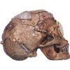 Scrapped 19cm Skulls Steampunk
