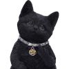 Cattitude 16.5cm Cats Stock Arrivals