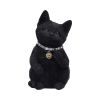 Cattitude 16.5cm Cats Stock Arrivals