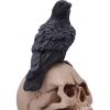 Raven's Spell 10.3cm Ravens Stock Arrivals