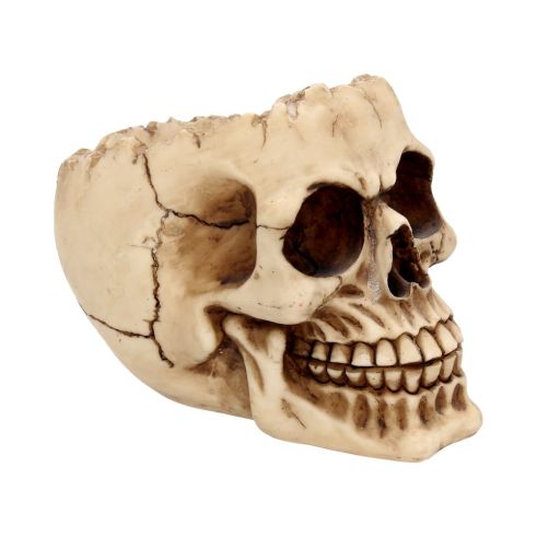 Lobo 14.5cm Skulls Gifts Under £100